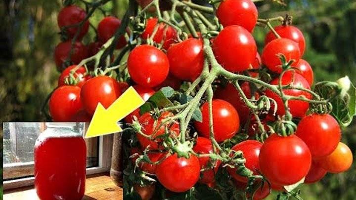 Правильная подкормка томатов на каждом этапе роста: составы и сроки