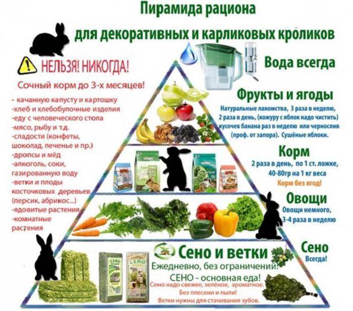 ᐉ какую траву можно давать кроликам, а какую нельзя: правила сбора и кормления - zooon.ru