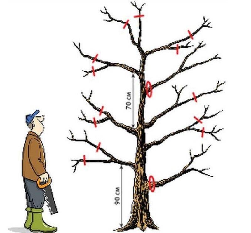 Обрезка плодовых деревьев: как и когда правильно? какие деревья обрезать, уход после обрезки