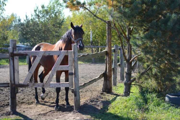 ᐉ как быстро откормить лошадь на мясо в домашних условиях - zooon.ru