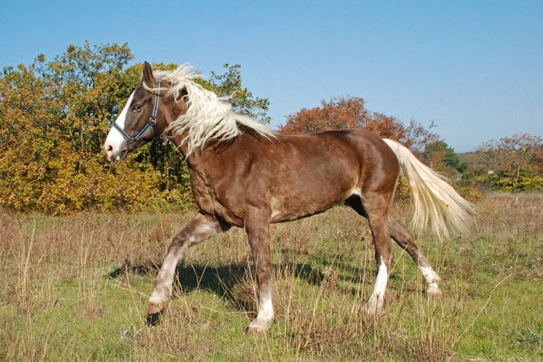Башкирская лошадь: фото породы, характеристика коня, разведение