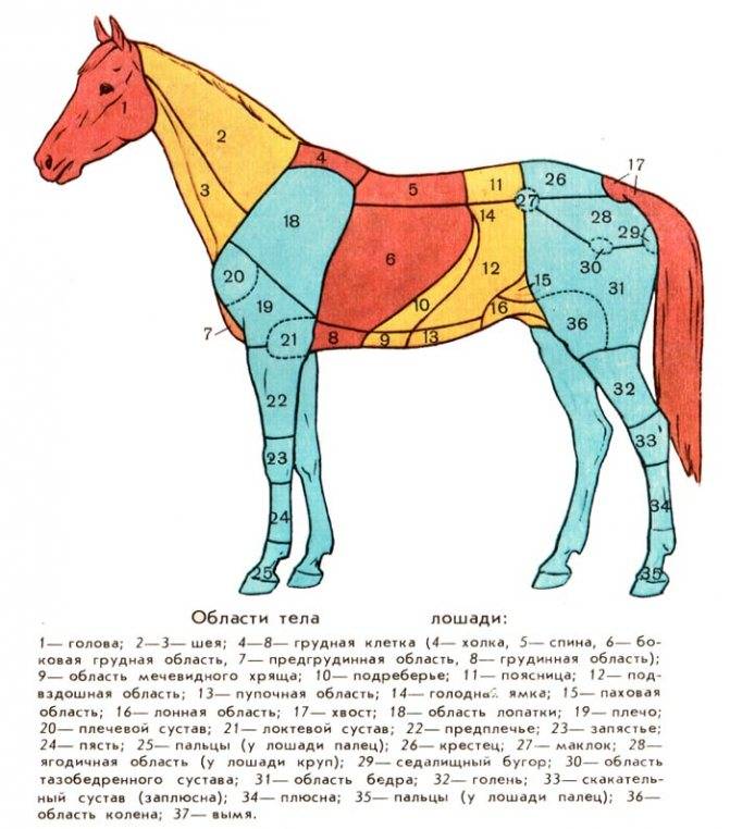 Строение лошади