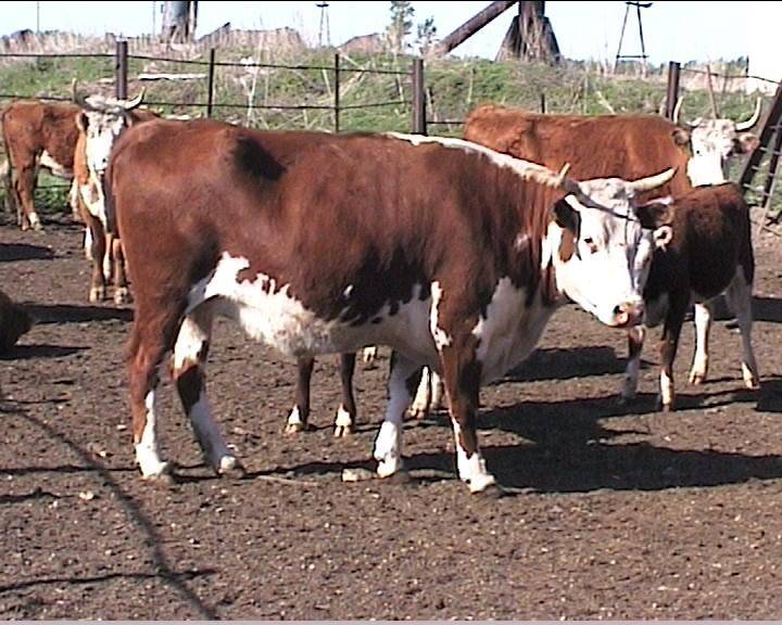 ᐉ казахская белоголовая порода коров: характеристика и описание - zooon.ru
