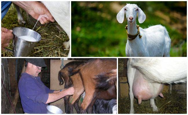 Доение коз руками и доильным аппаратом: описание процесса раздоя