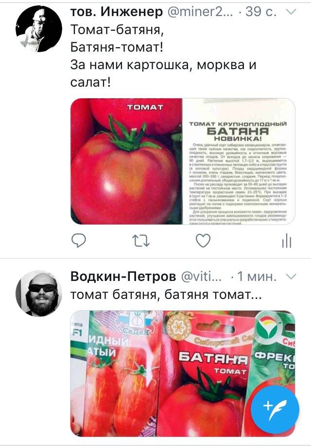 Батяня - томат: характеристика, описание сорта, урожайность, посадка и уход :: syl.ru