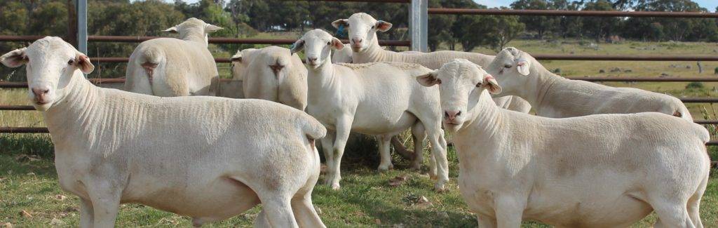 Порода овец дорпер: описание, содержание и разведение