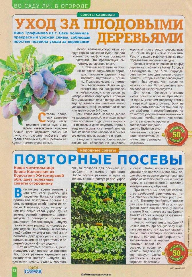 Рекомендации опытных садоводов на июнь | фермерс | яндекс дзен
