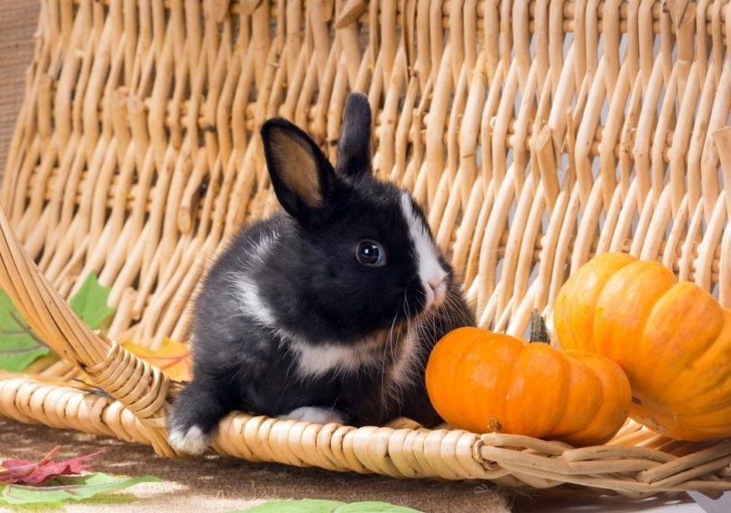 Можно ли кроликам давать кабачки: польза или вред?