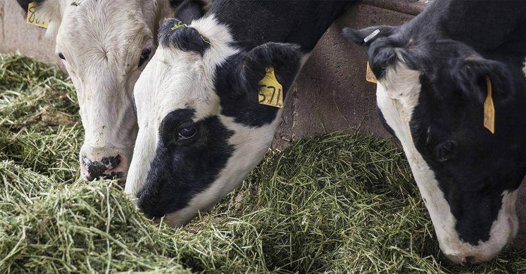 Рацион для дойных коров зимой и летом: как правильно составить ао "витасоль"