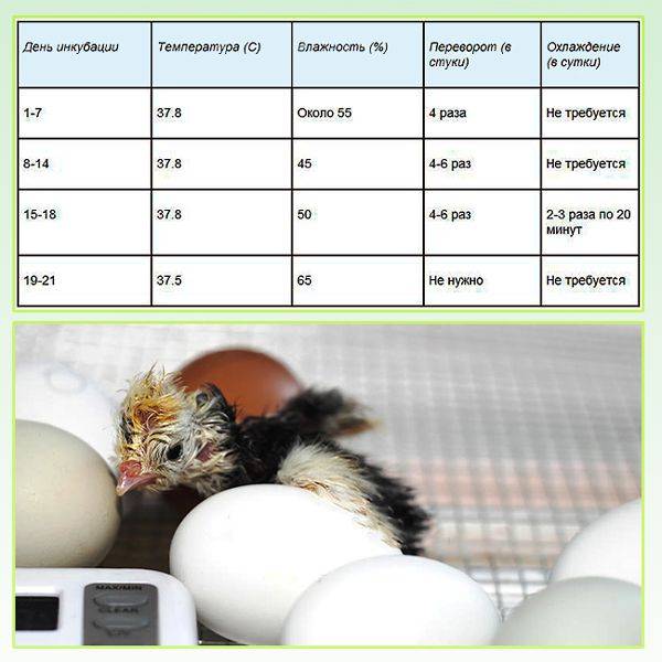 Как собрать и хранить яйца для инкубации в домашних условиях?