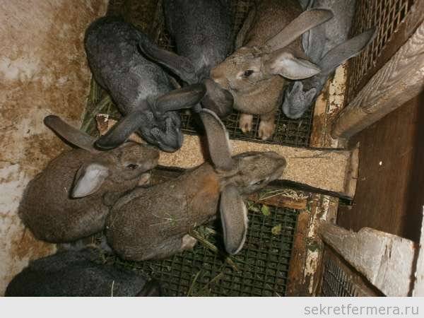 Вздутие живота у кроликов: причины, лечение, что делать?