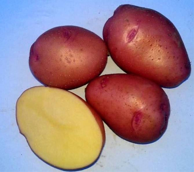 Картофель розара: описание сорта, фото, отзывы огородников