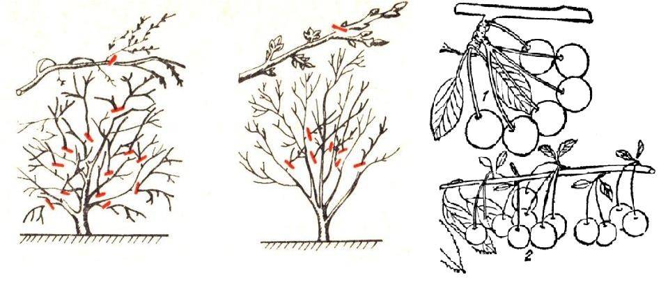 Обрезка вишни: фото как правильно ее делать. схема обрезки весной, осенью и зимой. правила, техники, пошаговая инструкция