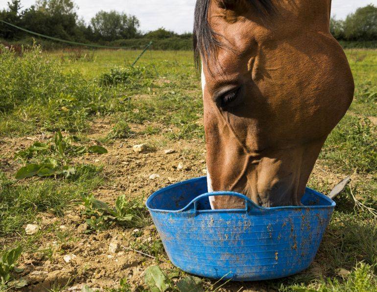 Что едят лошади и чем их кормить — обзор кормов и правильный рацион