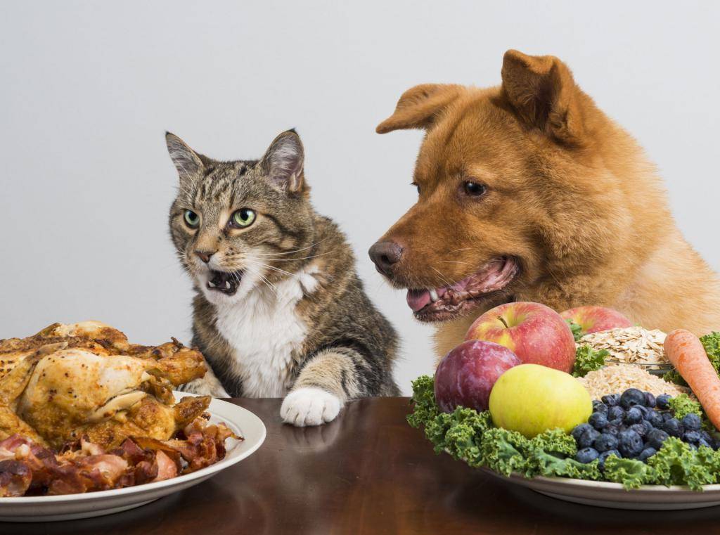 Чем кормить домашнюю собаку?