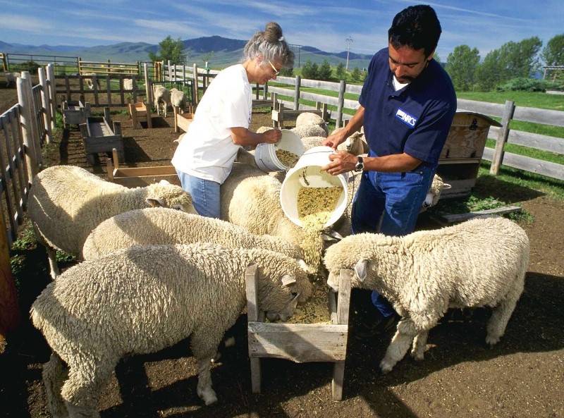 Как правильно разводить овец?