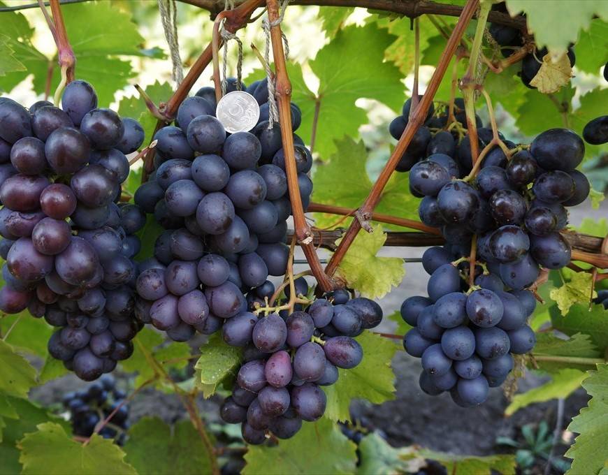 Виноград "преображение": описание сорта, фото, отзывы