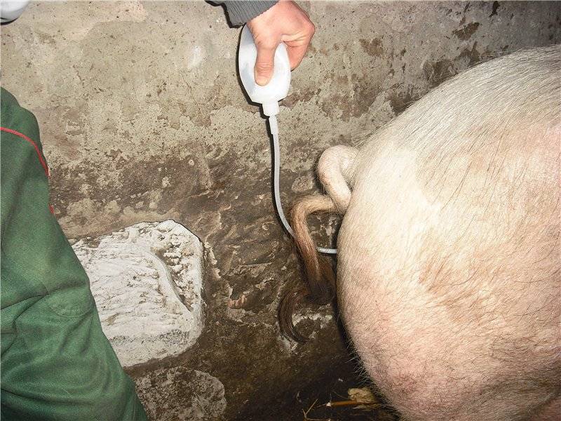 Внутриматочное осеменение свиней — agroxxi