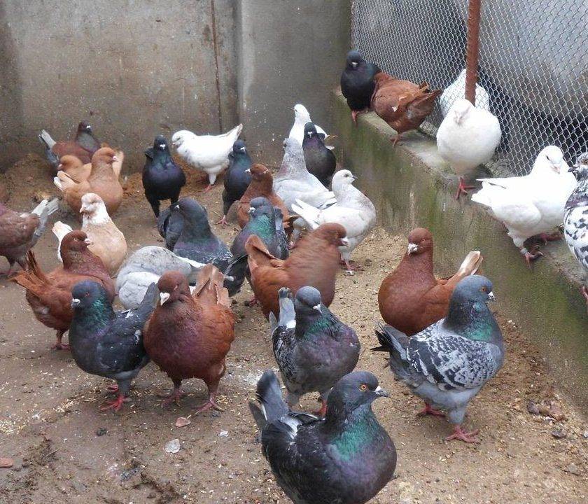 Разведение мясных голубей: выбор пород и их содержание