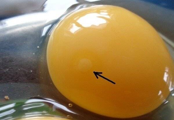 Сколько времени формируется яйцо у курицы