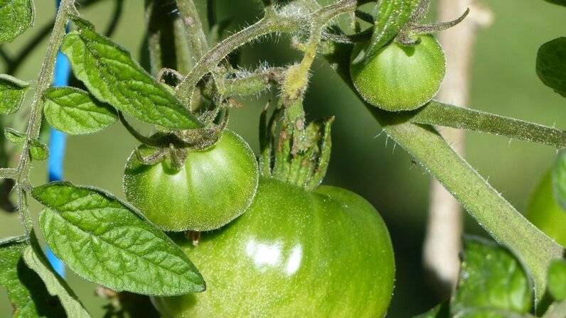 Дозаривание помидоров в домашних условиях: способы, как ускорить дозревание