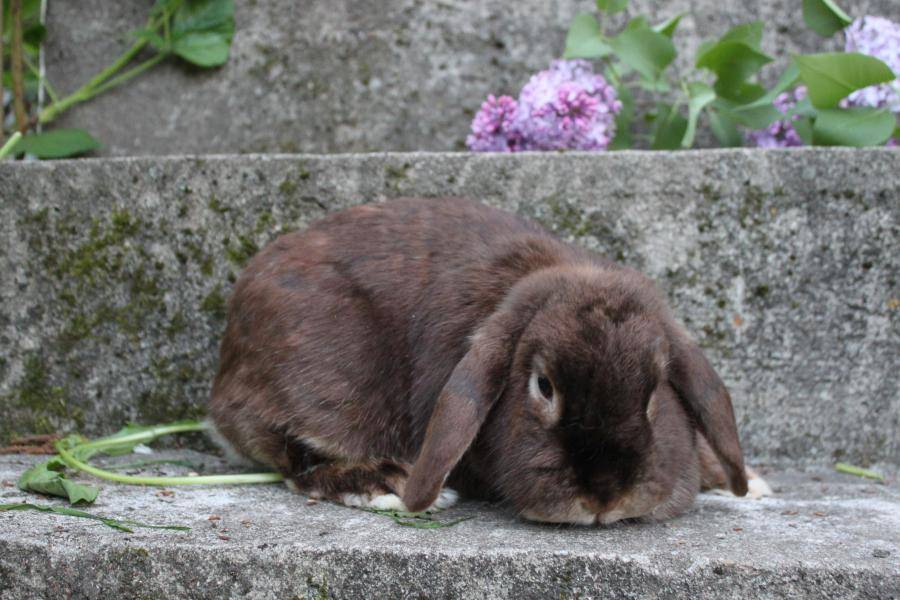 Описание вислоухих кроликов породы Баран: содержание, разведение