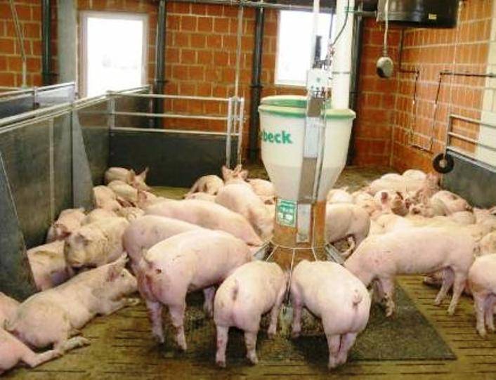 Эффективный откорм свиней в домашних условиях, виды и особенности откормов