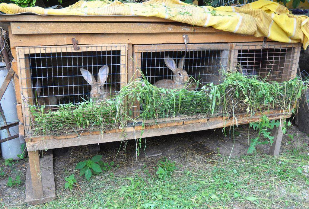 Разведение и содержание кроликов в домашних условиях