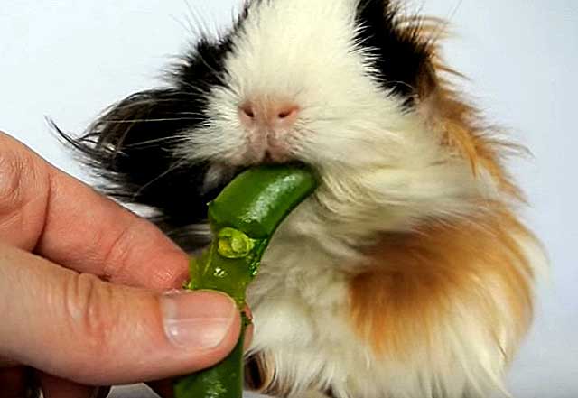 Горох для кроликов: можно ли кормить животных бобовыми