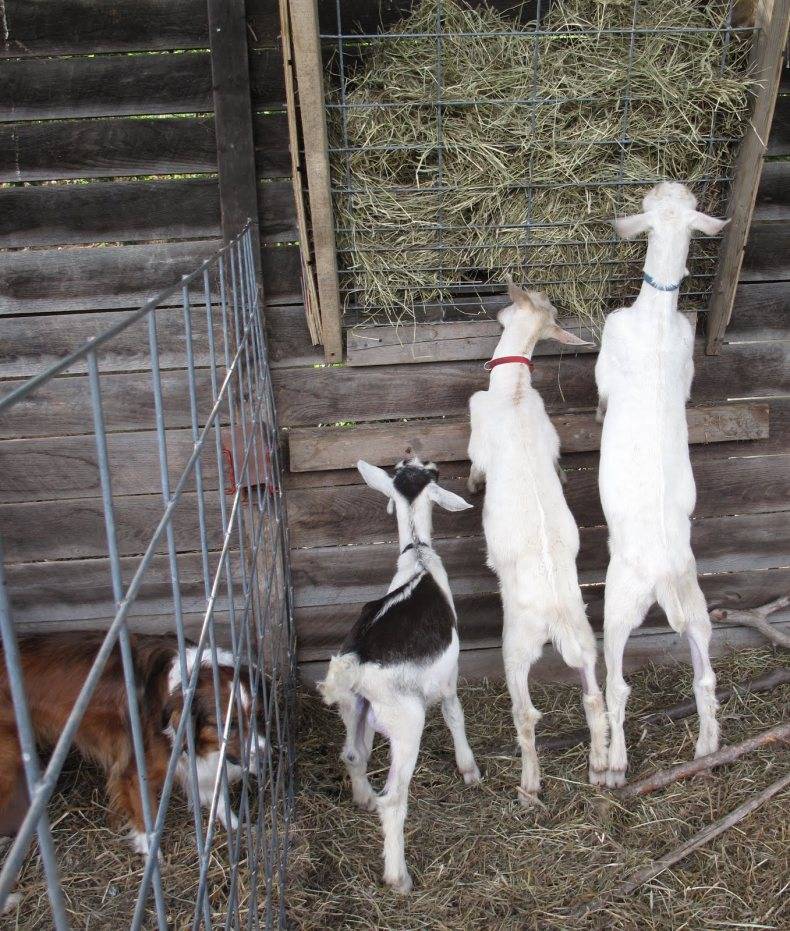 Сколько козе нужно сена на зиму и как его заготовить
