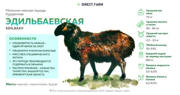 Эдильбаевская казахская порода овец: фото, характеристика, описание