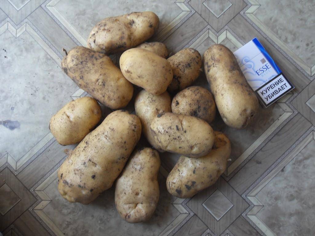 Картофель импала: описание сорта, характеристика, фото, отзывы