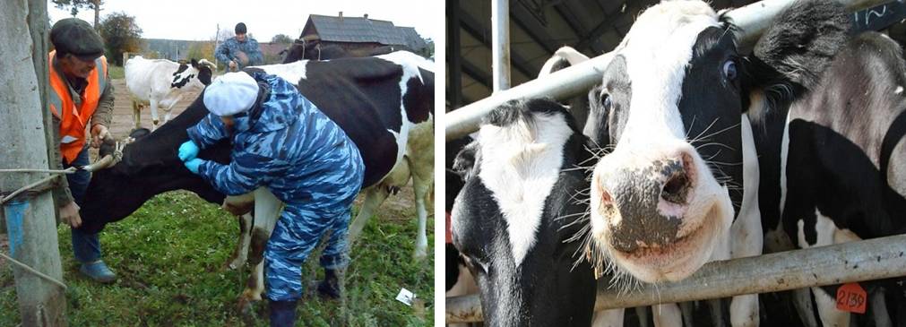 Лейкоз коров вирусный - болезни коров