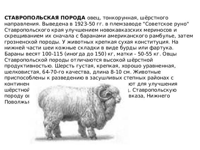 Породы овец тонкорунные: краткое описание и краткая характеристика