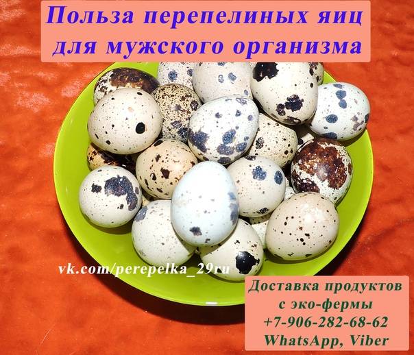Перепелиные яйца — 11 фактов о пользе и вреде для организма, как их принимать и по сколько