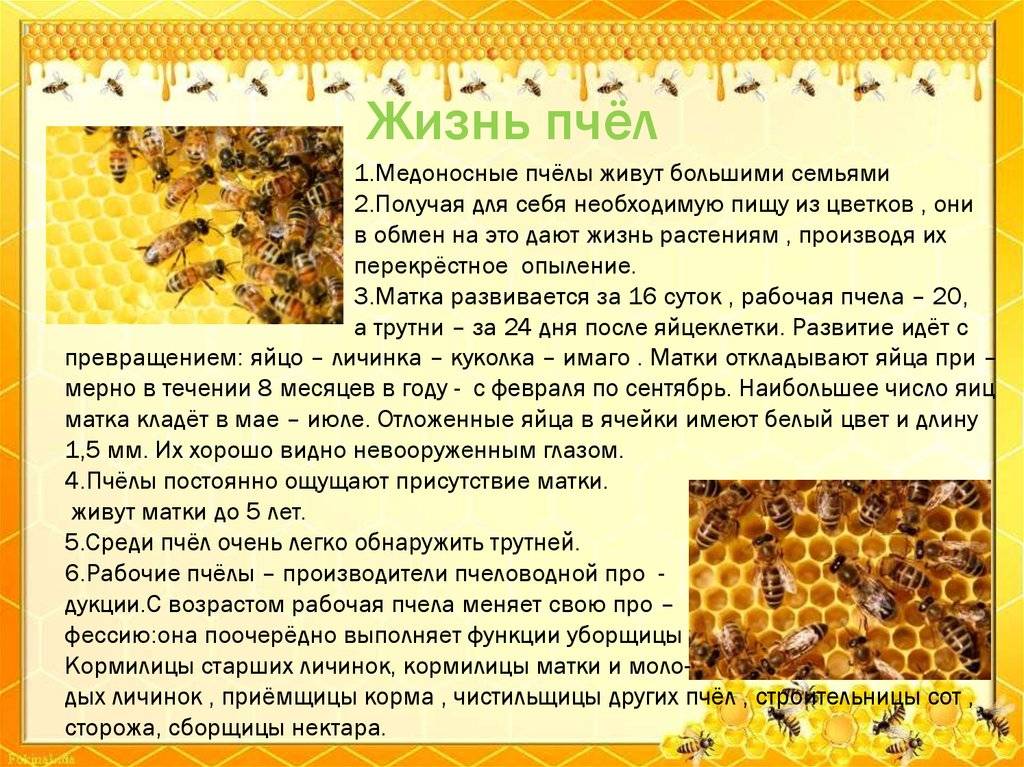 Пчёлы трутни: характеристика насекомого, роль и предназначение трутней в улье