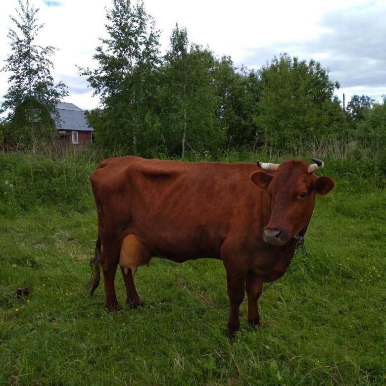 Красногорбатовская корова: описание, фото и характеристика породы, правила ухода и продажа молочных продуктов для прибыли