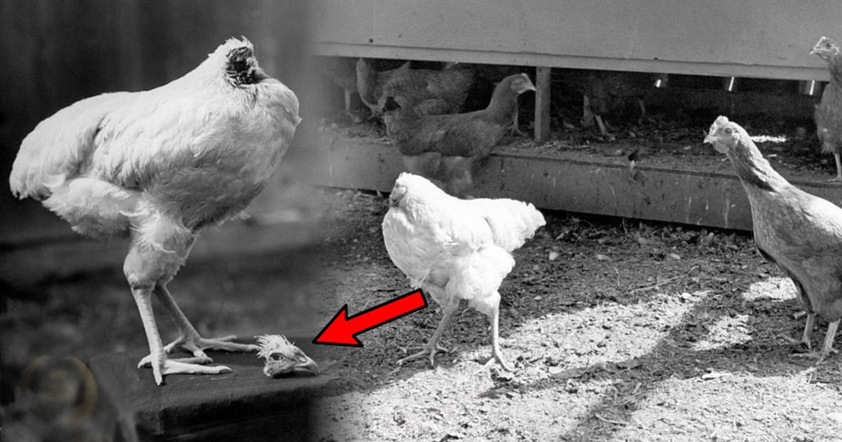 Удивительная история о том, как курица без головы прожила полтора года