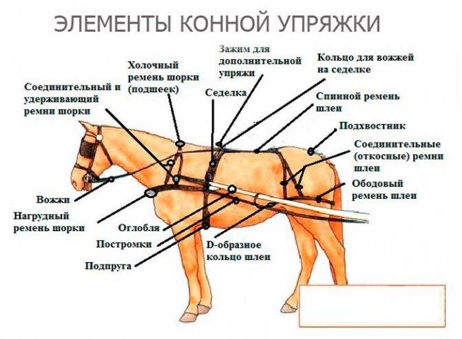 Как запрячь лошадь в телегу