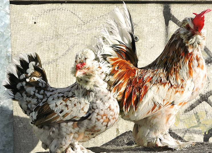 Бентамка курица. описание, особенности, уход и цена бентамки | животный мир