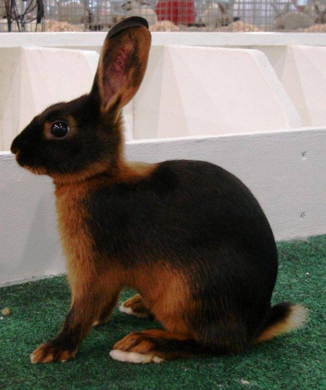 Венский черный кролик – качественный мех и нежное мясо