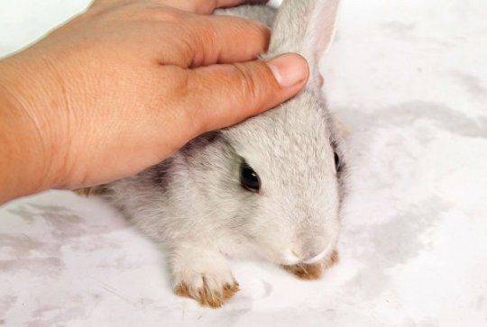 Как правильно брать кролика на руки из клетки: декоративного и обычного