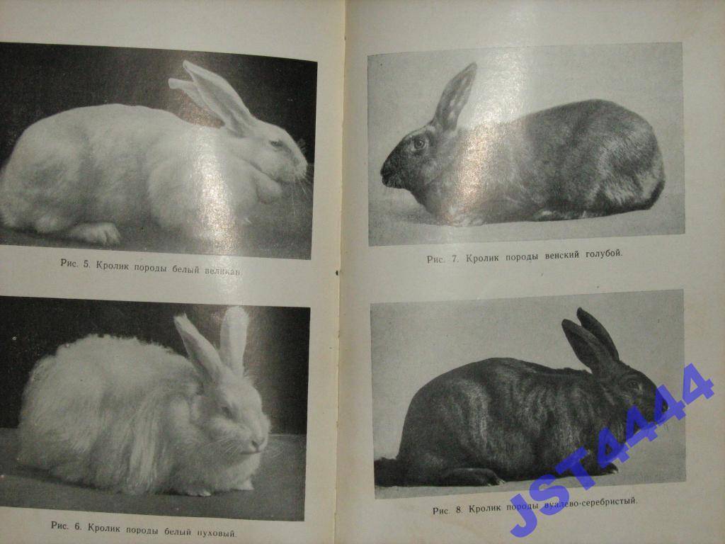 ᐉ венский голубой кролик: описание породы и характеристики - zooon.ru
