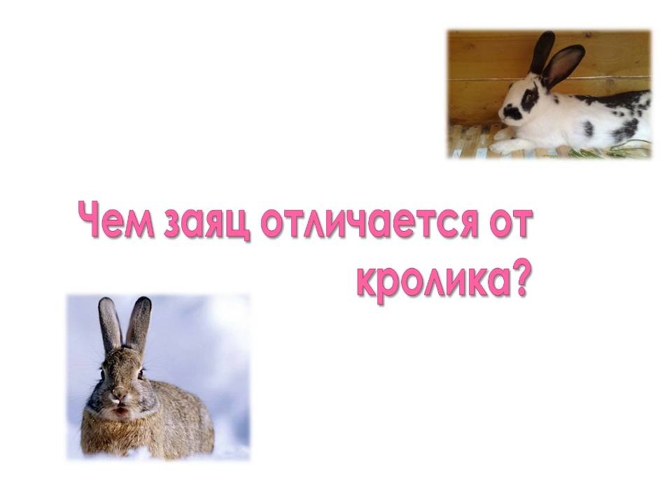 Чем отличается заяц от кролика: в чем разница, можно ли скрещивать