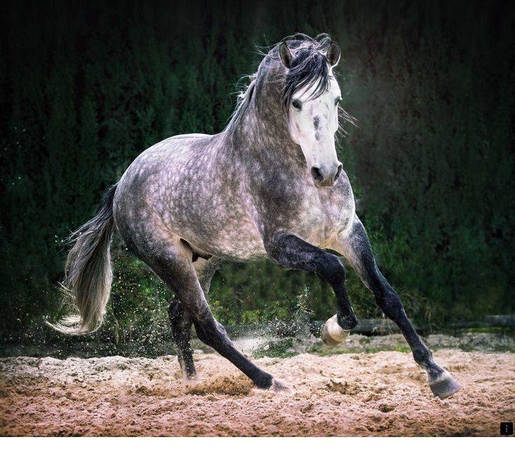 Описание андалузской породы лошадей из испании