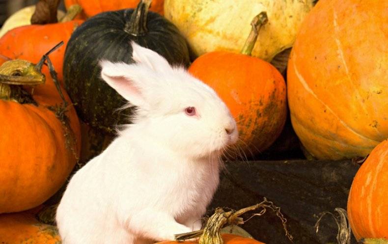 ✅ можно ли кролику давать кабачок: в чем польза и вред, в каком виде скармливать