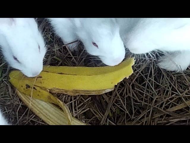 Можно ли давать кролику банан и банановую кожуру?