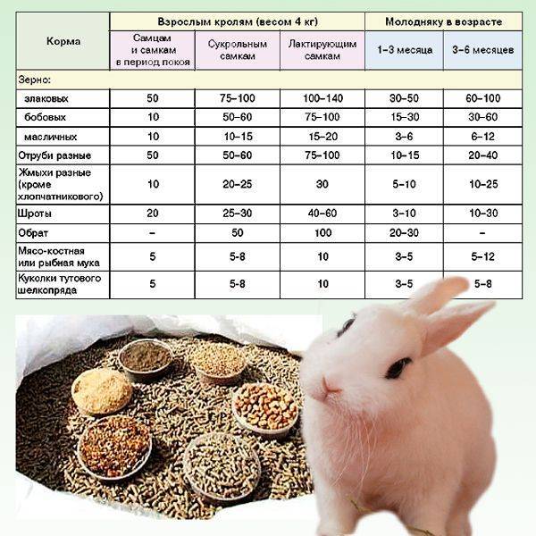 Комбикорм для кроликов: состав, рецепты своими руками в домашних условиях