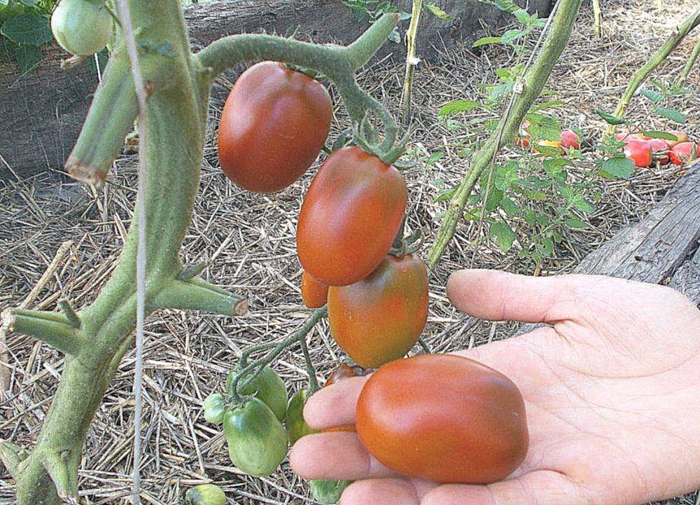 Помидоры де барао: выращивание в открытом грунте и теплице