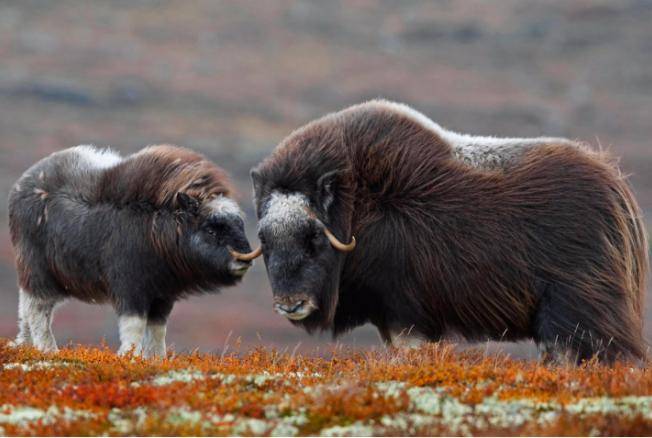 Овцебык (мускусный бык): особенности поведения и размножения, природная зона обитания